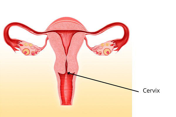 an anatomical diagram of a cervix