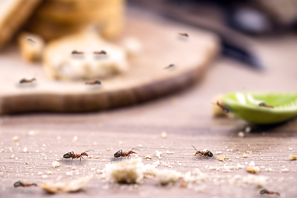 ants all over a table of food
