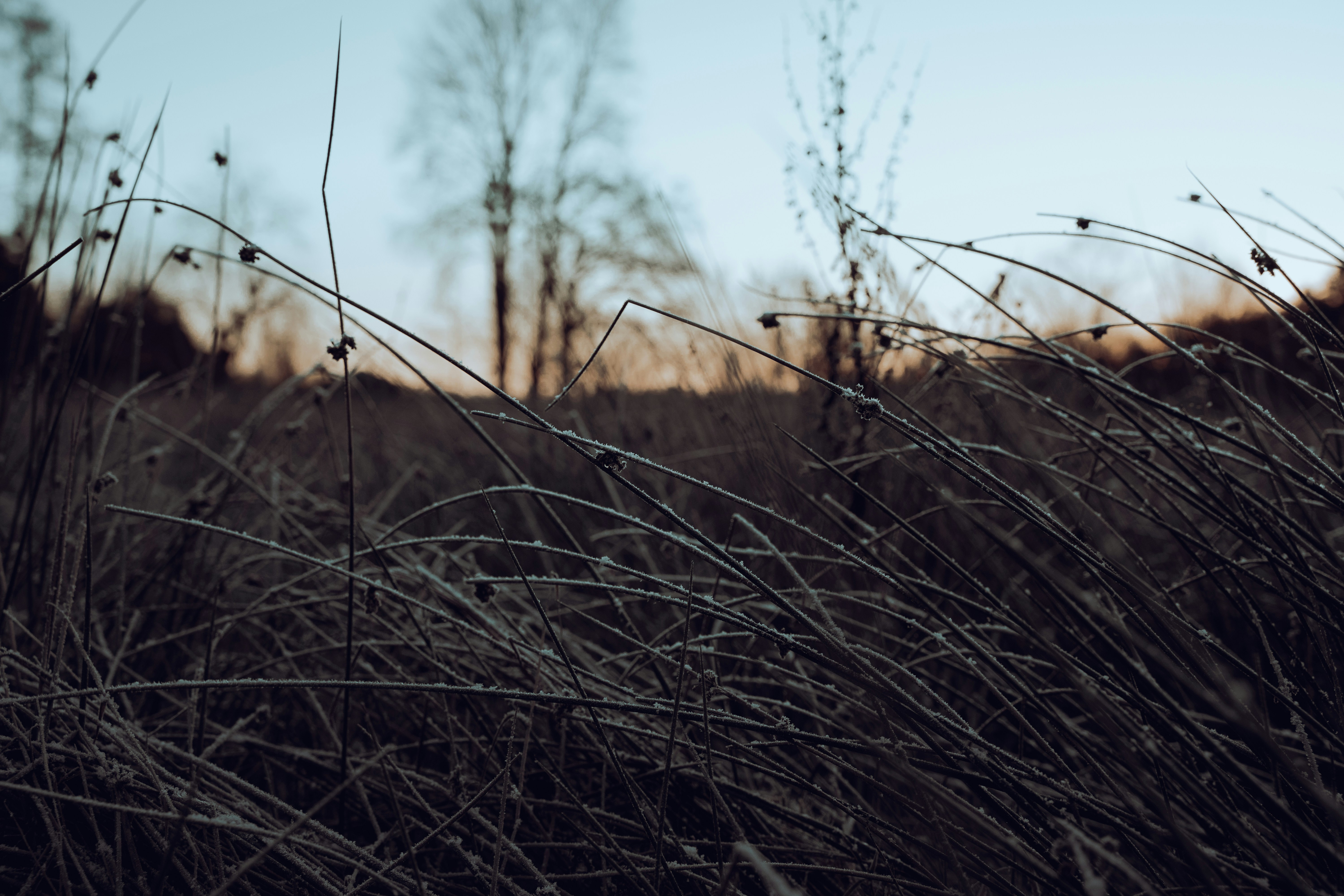 grass silhouette against sunny background