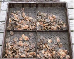 Picture of shellfish