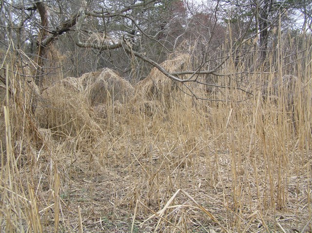 image 19 - high grass and reeds