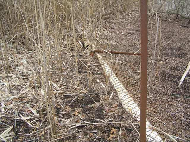 image 34 - downed fencline with fence poles standing in the forest
