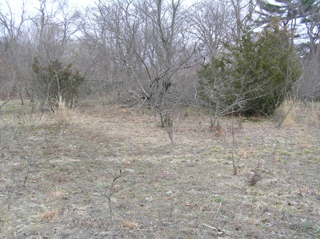 image 35 - a clearing  in the woods with a small bush on the left and a larger bush on the right