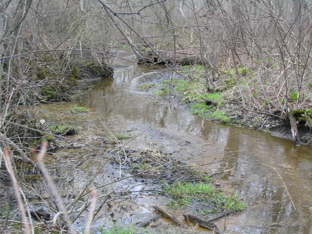 image 44 - a winding shallow stream runs along the forest floor