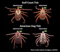 Gulf Coast Tick vs American Dog Tick