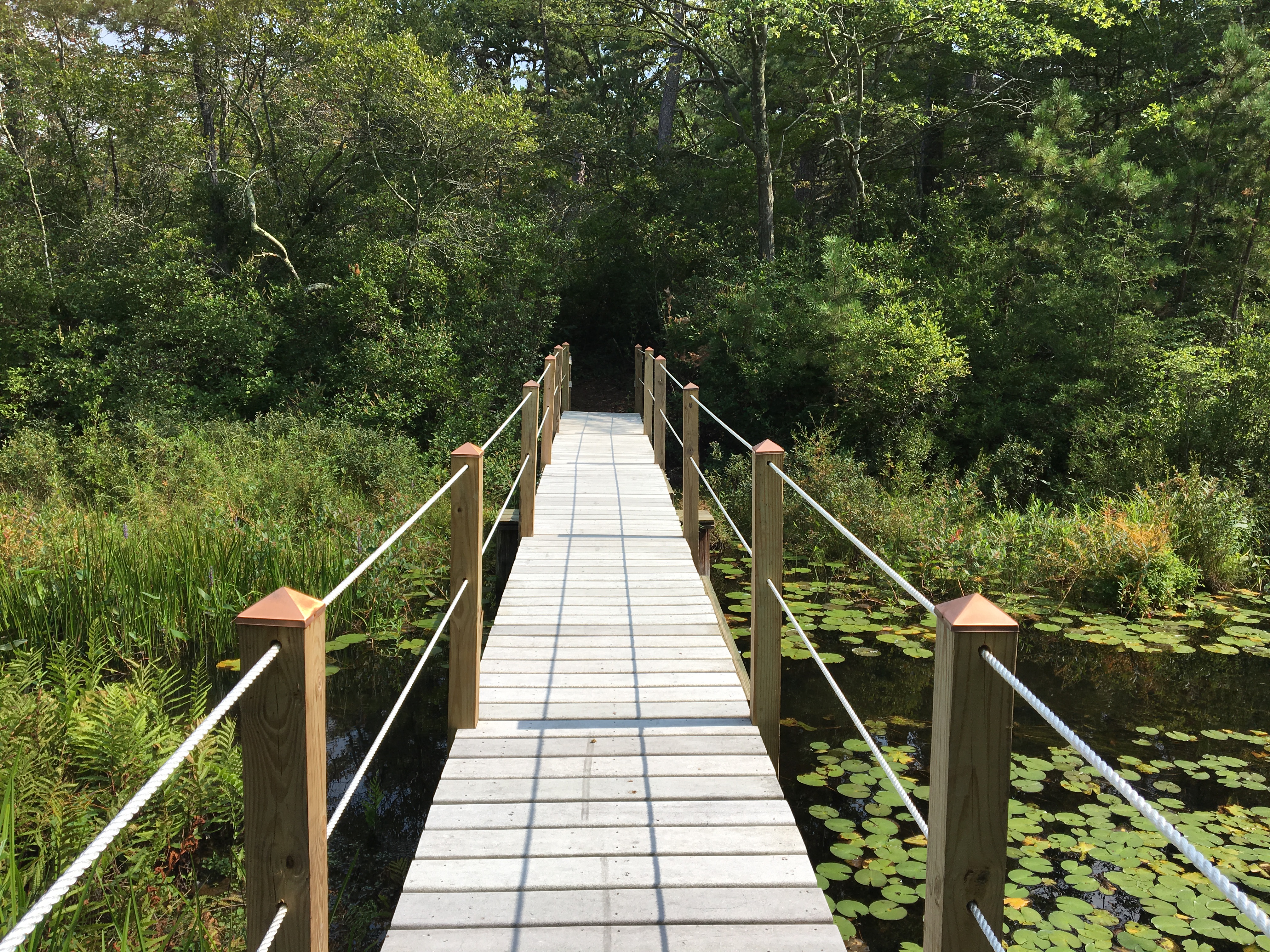 photo from Cranberry Bog Nature Preserve