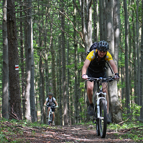 two cyclists biking through the woods