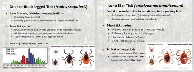 Common Tick Species