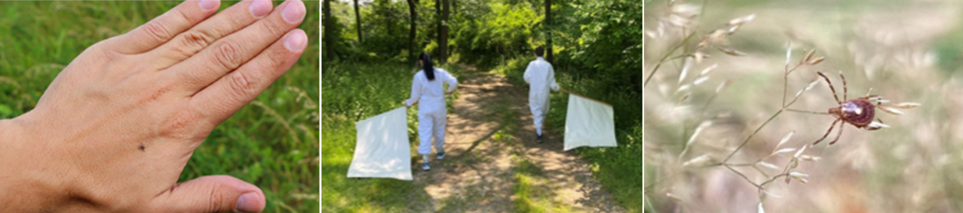 a group of public works employees dealing with mosquitos, followed by 3 separate images of mosquitos