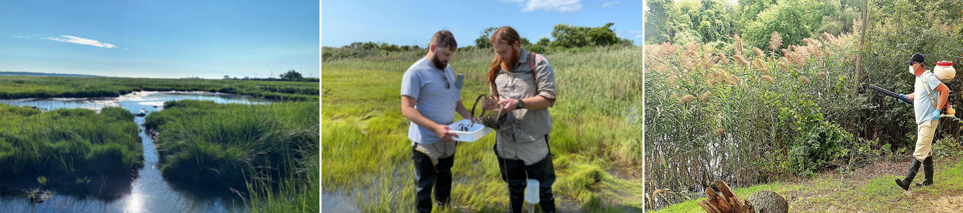 a group of public works employees dealing with mosquitos, followed by 3 separate images of mosquitos