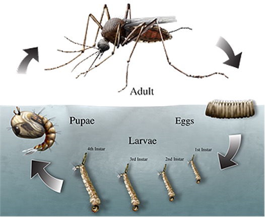 a picture of a life cycle of mosquitos